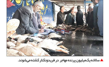 پشته از کشته کرونا

