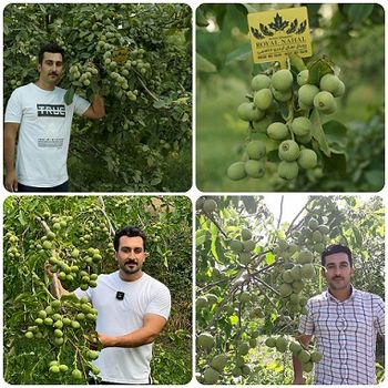 خرید نهال گردو در سال ۲۰۲۶؛ بررسی قیمت و معرفی بهترین ارقام